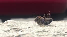 sad! the bee in the last moments of life.