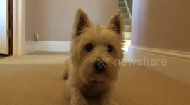 Clever dog! Meet the cute Westie who can perform countless tricks
