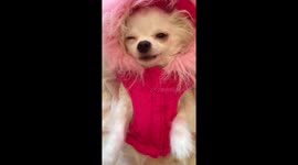 Princess cozy in her snow coat tho she can’t move...