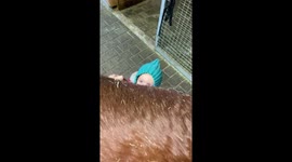Little 2 years old brushing her horse.