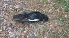 In the forests, crows die from poisoned food.