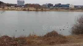 겨울 오리들 놀이