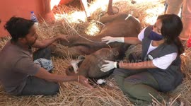 New-born elephant calf rescued in India by forest officials