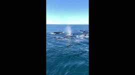 Tourists have whale of a time watching 7 humbacks off California coast