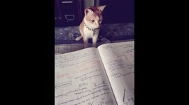 Pikachu preparing for exam