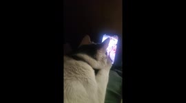 Cat has ADORABLE reaction to TikTok of cats