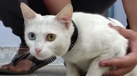 Rare white cat eye with blue colour and the other eye is of golden colour in Central India