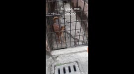 Indian dog pecho scared 2 eat out