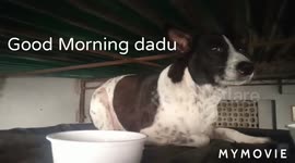 My saved stray dog Dingo