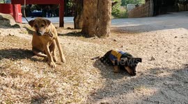 Adorable moment disabled dog joins army roll call in Thailand