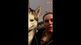 Owner Pretends to Look for Her Dog While Sitting Next to Her  Funny Reaction