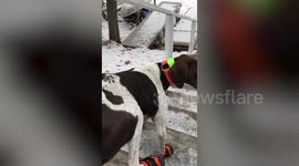 This skilled dog runs down the stairs using only its two front legs