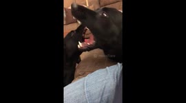 Odin gets a baby sister, Toki.  Toki’s a pistol, Odin is patient!