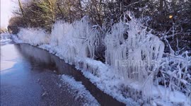 Stunning icicle hedge formed on roadside in Kent