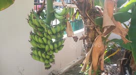 First foreigners cut bananas at the front yard.