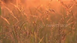 A golden sunset in a meadow in Thailand.