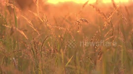 Golden sunlight in a meadow at sunset in Thailand.