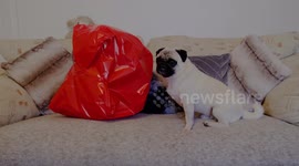 Pug gets a Valentines Mate