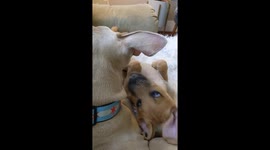 Little dog makes crazy face