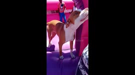 Pitbull is human at heart