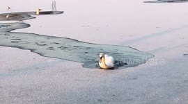 Watch as swan break the ice of a frozen lake in London, as Beast from the East continues