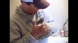 BOTTLE FEEDING RESCUED BABY RACCON