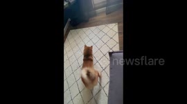 Excited Shiba Inu Playing With Its Treat