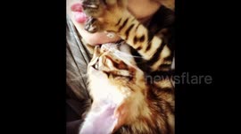 Cat Gives Intense Facial Therapy