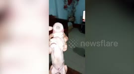 One-eyed puppy nicknamed ‘cyclops’ born in the Philippines