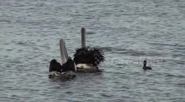 Pelicans mistake Cormorant for a fish - then realise their error.
