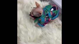 Hairless cat photo shoot