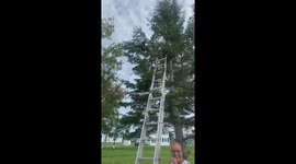 Heroic rescue of a crow stuck up a tree