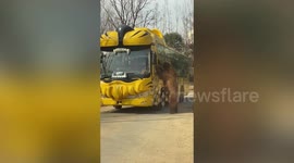 Brown bear spins around beside sightseeing bus in China to beg for food