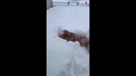 Golden retriever disappears as she plays in 40-inch-deep snow in Pennsylvania