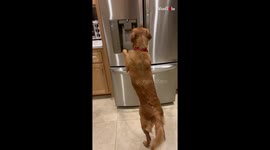 Intelligent Dog Learns How to Get Ice from the Refrigerator