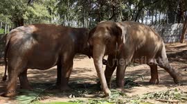 48-day elephant 'bootcamp' in southern India kicks off