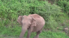 Elephant trio spotted amid forest cover in Sri Lanka