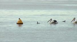 Rarely seen group of dolphins, pelicans and cormorants all fishing together