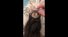 Sleepy ferret loves to have her ears rubbed by owner