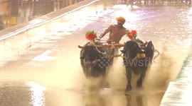 Cattle racer breaks record during traditional festival in southern India