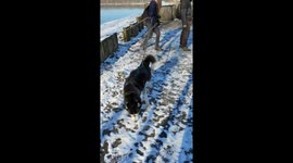 Siberian Huskies having fun in the snow brought by Storm Darcy