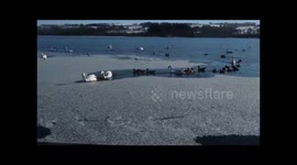 Flock of ducks form queue behind ice-breaking swans during Scotland cold snap