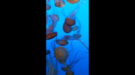 Jellyfish at the Monterey Bay Aquarium
