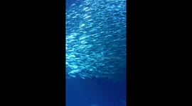 School of Fish Swimming at Monterey Bay Aquarium