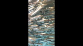 Close up of School of Fish Swimming at Monterey Bay Aquarium