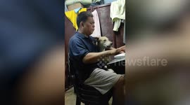 Dog sings while its owner plays the piano