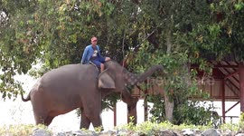 Elephants forced to perform tricks to earn online donations during pandemic