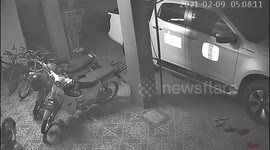 Stray mother cat gives birth inside family’s 2ft deep oramental pot