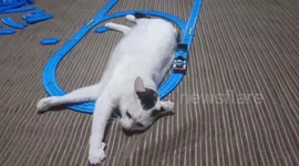 Cat lies on toy train track to massage its head