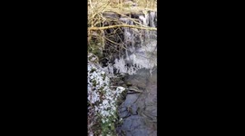 Icicles hang from trees near waterfall